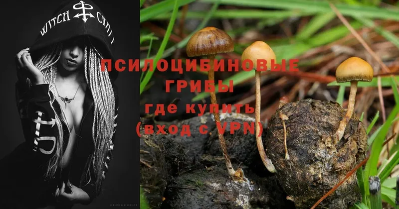 kraken как зайти  Североуральск  Псилоцибиновые грибы MAGIC MUSHROOMS 